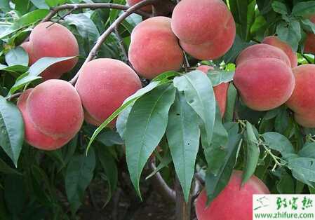 种桃树蚜虫类防治的措施