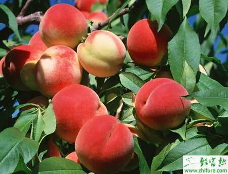 种桃树怎么修剪