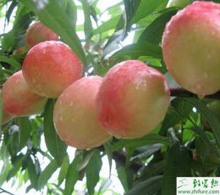 种桃树之桃园夏季管理要点