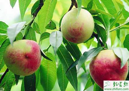 种桃树整形修剪的注意事项