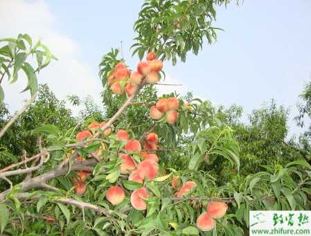 种桃树秋季管理六要点