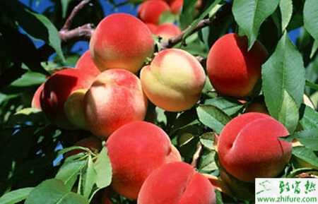 种桃树之桃园秋季管来年能增产