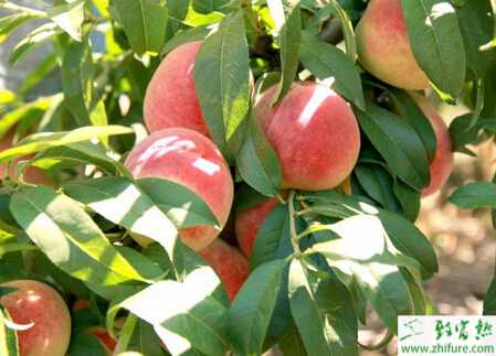 种桃树长梢修剪技术及应用