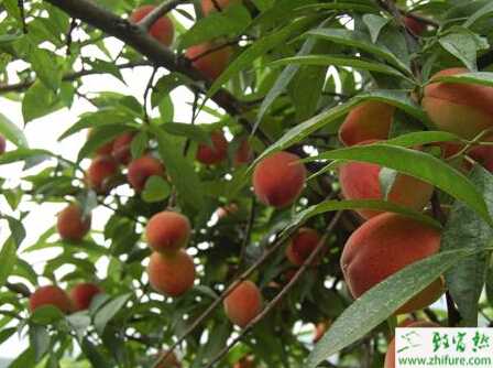 防治温室桃树病虫的经验