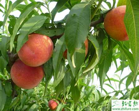 种桃树早春病虫害防治