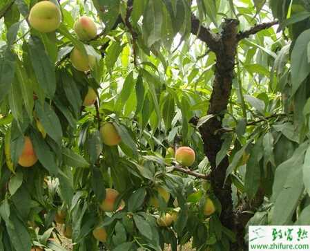 种桃树的需肥特点