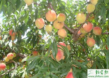 种桃树长放修剪需注意的