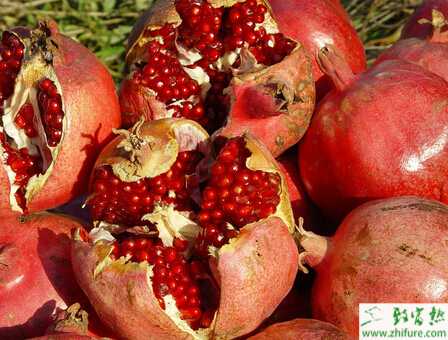 种石榴夏秋季管理要点