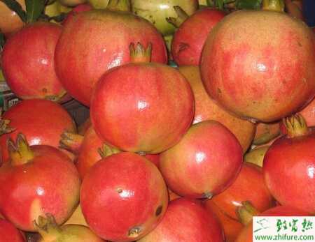 种石榴之秋末冬初石榴树的管理