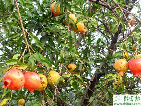 种石榴袋装沟藏技术