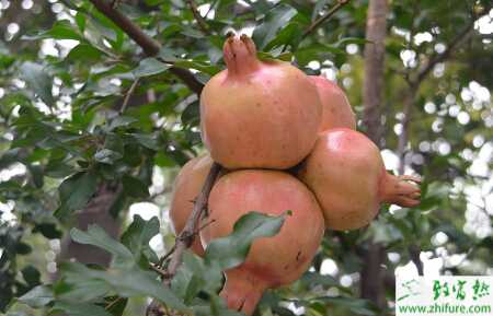 种石榴早期落叶病症状及防治