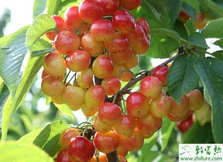 种樱桃如何进行扣棚