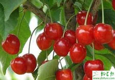 种樱桃树夏剪注意要点