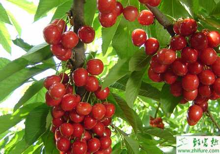 种樱桃木腐病的防治