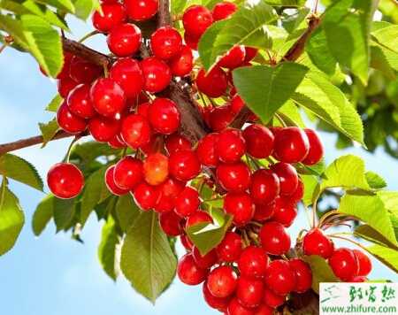 种樱桃喷肥技术