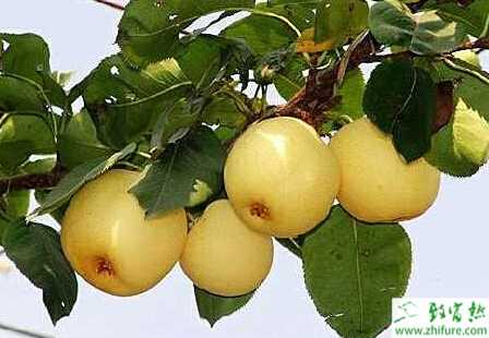 种梨树之怎样识别梨树的蝽象