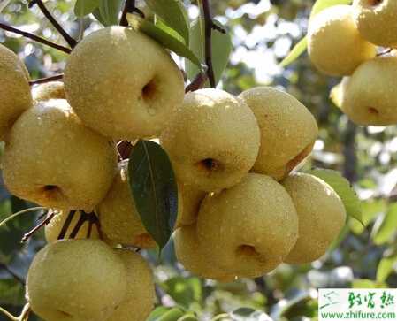 种梨树冬季修剪技术的要点