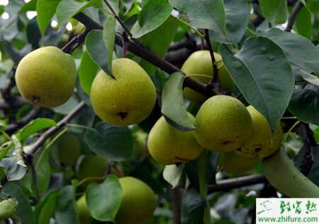 种梨树之六至七月梨树如何管