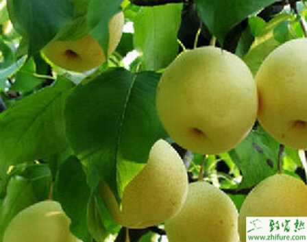 种梨树人工授粉的关键技术