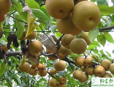 种梨树之巧治梨树金龟子