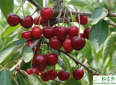 种樱桃采后管理技术要点