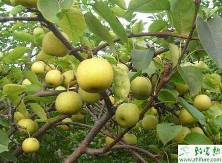 种梨树的早春管理经验