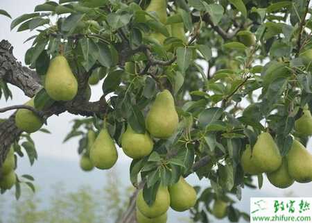 种梨树改接后丰产有六招