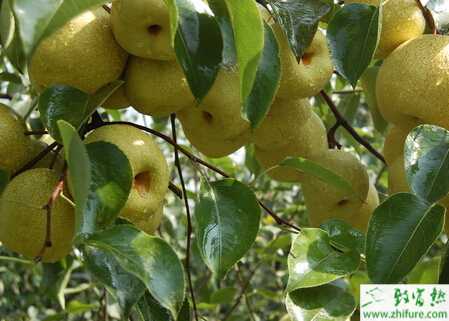 种梨树开返花的原因及控制方法
