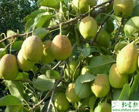 种梨树施用沼肥效果好