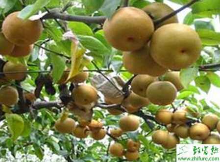 种梨树采后的管理