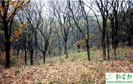 家有山地林地不知道怎么利用?