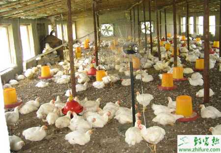 发酵床养鸡及发酵床养鸡菌种怎么选