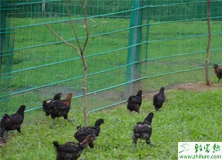 散养鸡用围网怎么选择？