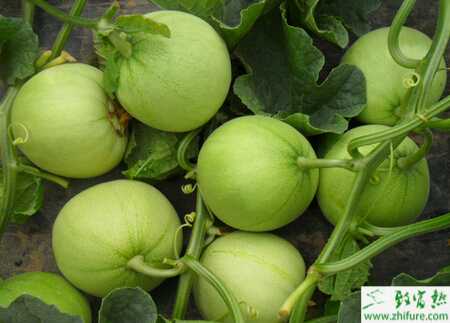 香瓜白粉病该怎么防治