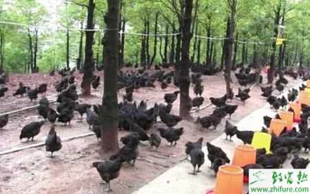 养鸡场鸡粪应该怎么处理才好？