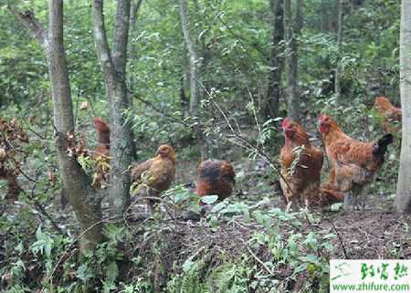 林地养鸡的要点和注意事项有哪些？