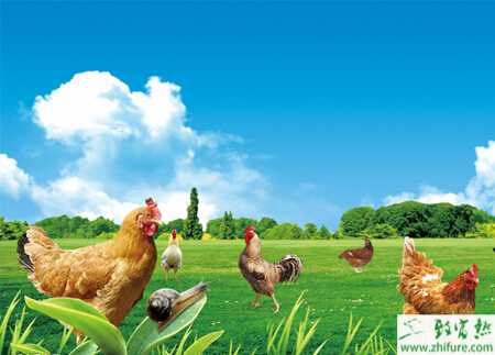 养鸡的最常见方法都有哪些?