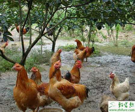 树林养鸡的怎么养?要注意哪些问题?