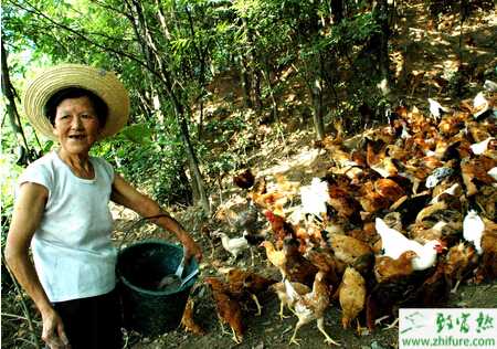 不同的季节养鸡都要注意哪些事项？