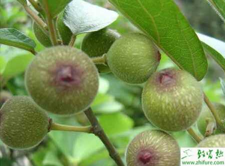 桑天牛对无花果的危害及要怎么防治