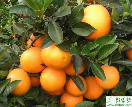 脐橙进行保花保果五步曲