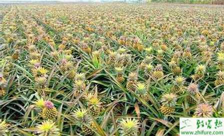 菠萝园的施肥和土壤管理
