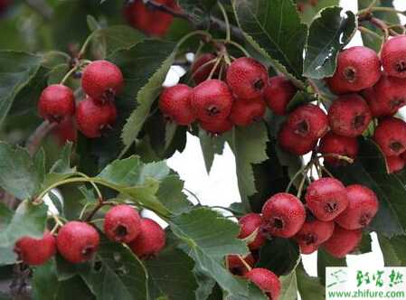 山楂适合的栽种环境及管理