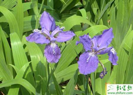 兰花叶面施肥优点及应注意的问题