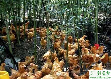 养鸡的饲料都有哪些？用什么饲料好？