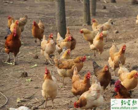 土鸡和圈养鸡的区别在哪里？有些什么技巧区分？