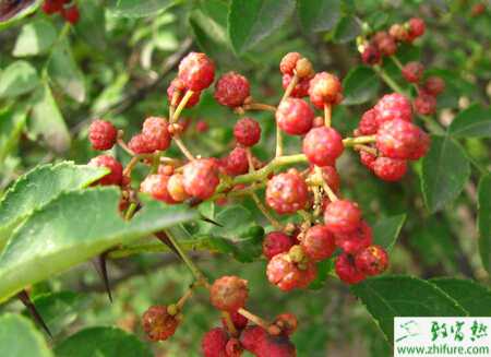 花椒的科学栽培管理