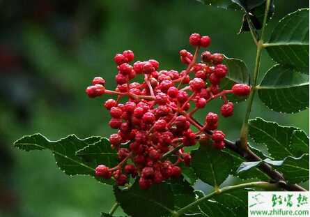 花椒如何做好越冬管理