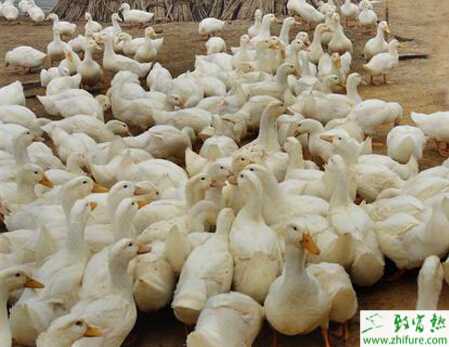 养鸭人工授精的五要点