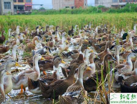 稻田养鸭怎么养殖？要注意些什么？
